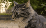 1000002624.gif