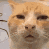 1000002526.gif