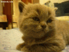 giphy (5).gif