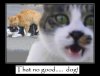 cheating_cats-13296.jpg