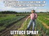 Lettuce Spray.jpg