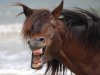 the-world_s-top-10-best-images-of-laughing-horses-7.jpg