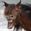 the-world_s-top-10-best-images-of-laughing-horses-7-1.jpg