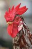 Rooster_portrait2.jpg