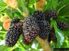 Dwarf-Mulberry-Black-70.jpeg