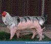 chicken-pig.jpg