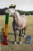 Stoner-horse-630_2.jpg