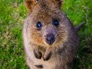 Quokka_Sam-West.jpg