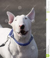 bull-terrier-barking-camera-english-making-funny-face-46149523.jpeg