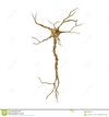 single-neuron-nervous-system-white-d-illustration-background-119955719.jpg