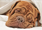 wrinkled dog.png