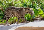 1200px-Jaguar_(Panthera_onca)_young_male_walking_on_the_sandbank_._(48471995357).jpg