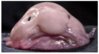 blobfish.jpg