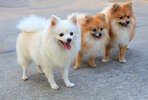 Dog-Pomeranian-Three_lovely_Pomeranians,_each_with_big,_bushy_tails_and_beautiful_pointed_ears.jpg
