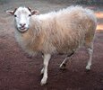 Ovis_orientalis_aries_'Skudde'_(aka).jpg