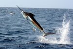 900x600-pacific-blue-marlin-noaa-ken-neill.jpg