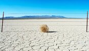 tumbleweed-caught-in-fence-two-column.jpg.thumb.768.768.jpg