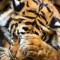 tigre